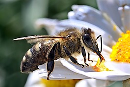 蜜蜂,宏,關(guān)閉