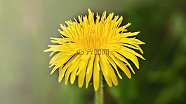 蒲公英,花,開花