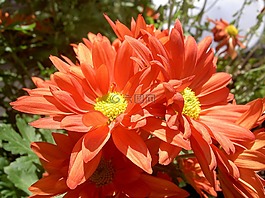 花,橙,橙色的花朵