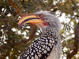 bananenvogel,南非,眼睛