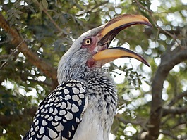 張開嘴,bananenvogel,南非