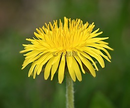 蒲公英,花,開花