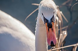 鵝,鳥,水