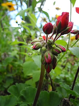 植物,蕾红色,宏