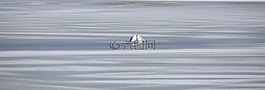 海鷗,鷗,海