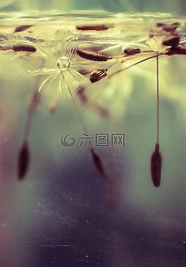 蒲公英,特寫,花