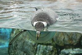 企鵝,游泳,動物園