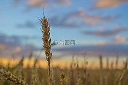 kolosok,字段,日落