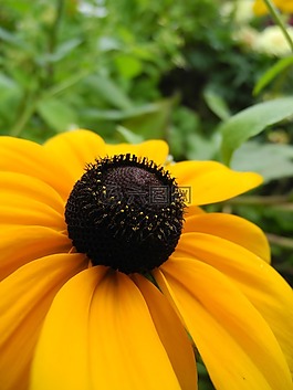 花,黃色的花瓣,花園