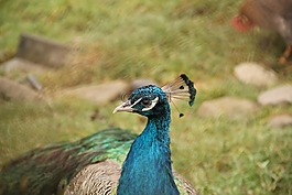 鳥,藍色,航班