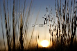 性質(zhì),草,關(guān)閉