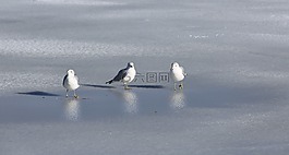 海鷗,鷗,海