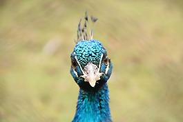 鳥,藍色,航班