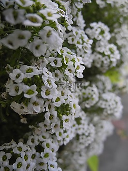 植物,白色的花瓣,宏
