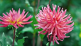 花,自然,植物區(qū)系