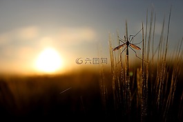 性質(zhì),草,夏季