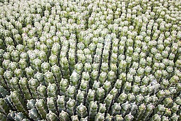 仙人掌,绿色,花园