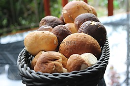 牛肝菌,蘑菇,購物籃