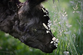 駝,cria,動物