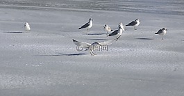海鷗,鷗,海