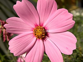 宇宙花,花,粉紅色