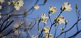 鮮花,春,樹