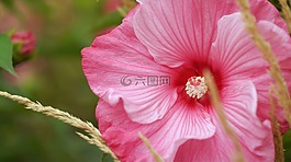 花,自然,植物區(qū)系