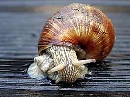 winniczek,蜗牛,爬行