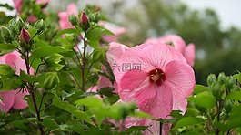 花,植物區(qū)系,自然