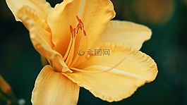 花,自然,植物區(qū)系