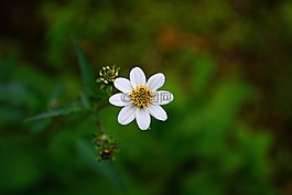 潔白的花朵,花,開(kāi)花