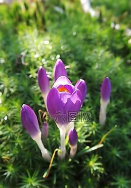 番紅花,紫色,花卉