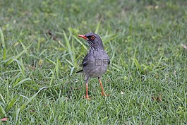 紅腿鵝口瘡,turdus plumbeus ardosiaceus,鳥