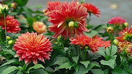 花,自然,植物區(qū)系