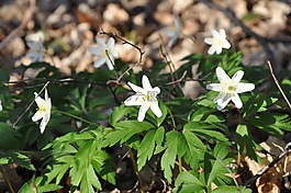 鲜花,森林,春
