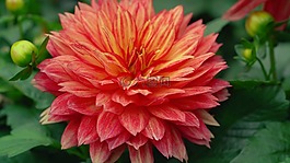 自然,植物區(qū)系,花