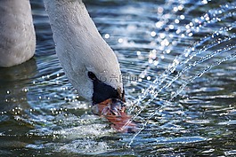 天鵝,水,鳥