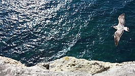 海,海鷗,自由