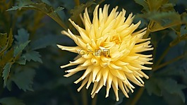 自然,植物區(qū)系,花