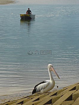 鵜,漁,船