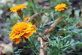 花,黃色,自然
