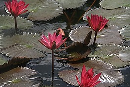 蓮花,花,自然