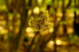 葉子,浮動(dòng),樹葉的葉