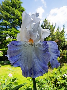 黃花菜,百合,鮮花