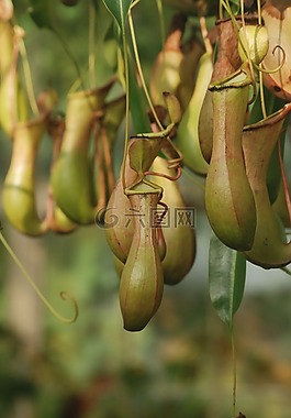 豬籠草,nepenthaceae,食肉植物