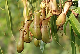 豬籠草,nepenthaceae,食肉植物