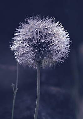 宏,春,蒲公英