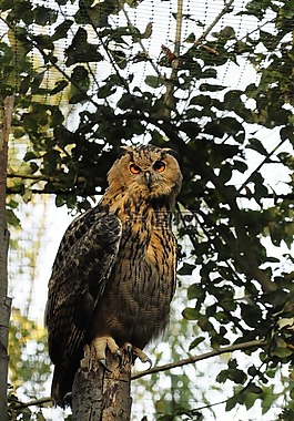 貓頭鷹,歐亞雕,動(dòng)物園