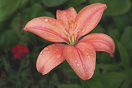 百合,花,粉紅色