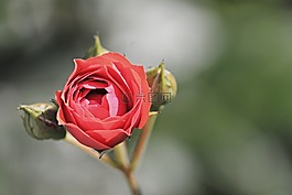 玫瑰,開花,玫瑰綻放